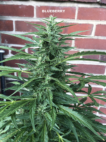 4%20BB