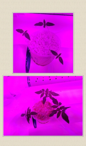 s2%20growth%20week%201-2