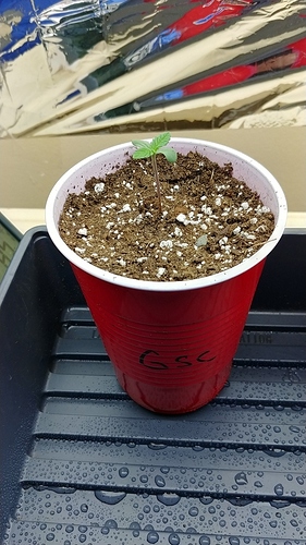 15622465040794748212515994526047