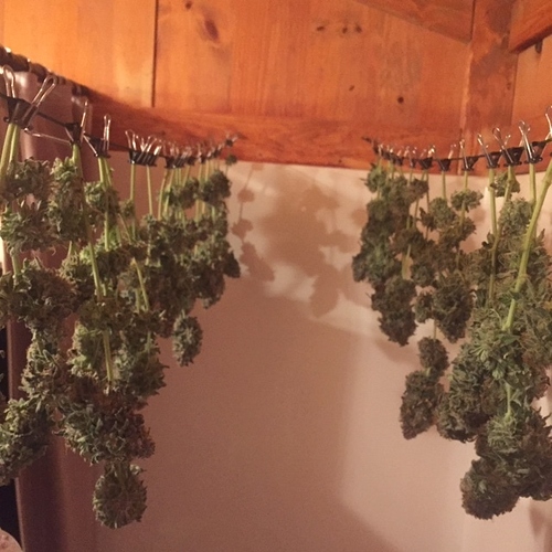 bd%20harvest%20a