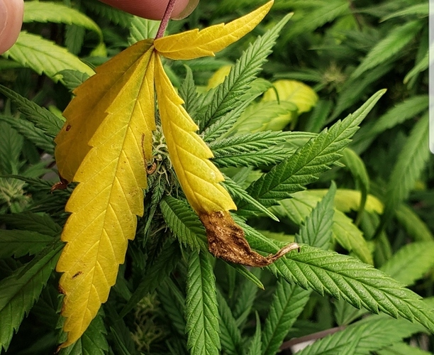 Screenshot_20190807-192016_Gallery