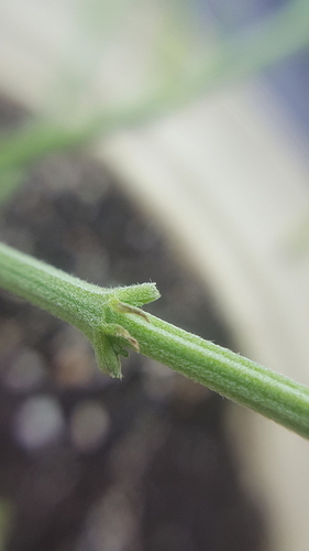 1532366255500870972901