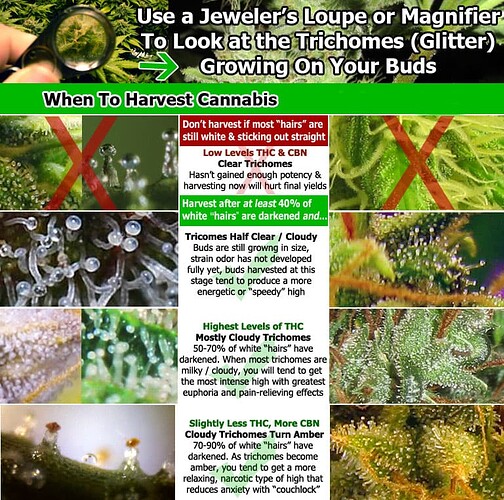 when-to-harvest-cannabis-diagram