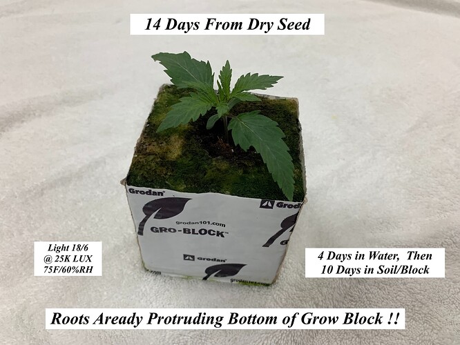 Seedlings Day 14