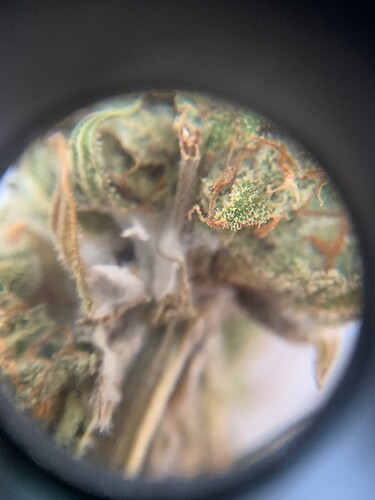 BudRot2