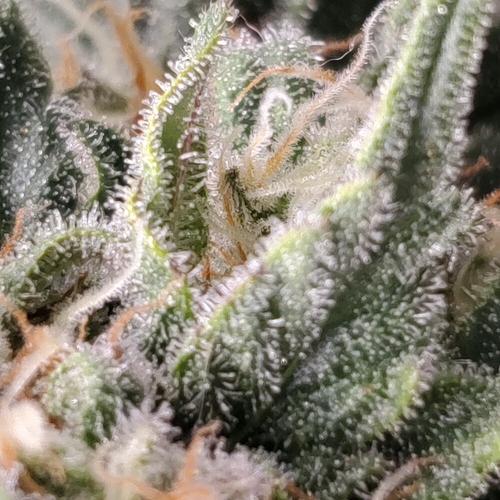 IMG_20200326_160804_213