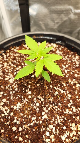 WT3 - 20 days