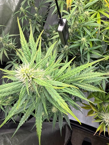 IMG_C1E131B5-D3BC-42EF-B479-6B36509D4087