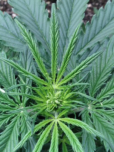 16217809181024183746829079199214