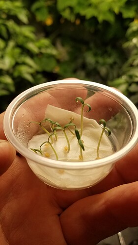 Sprouts