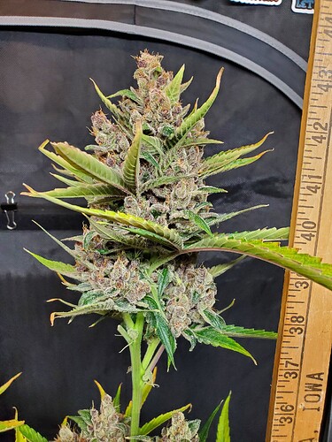 Purp-Crck-3