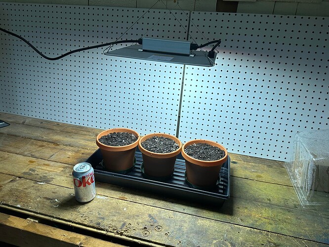 Seedlings day 1