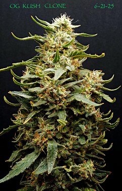 OG Kush clone