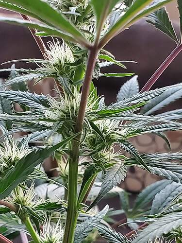 received_3564442673662189