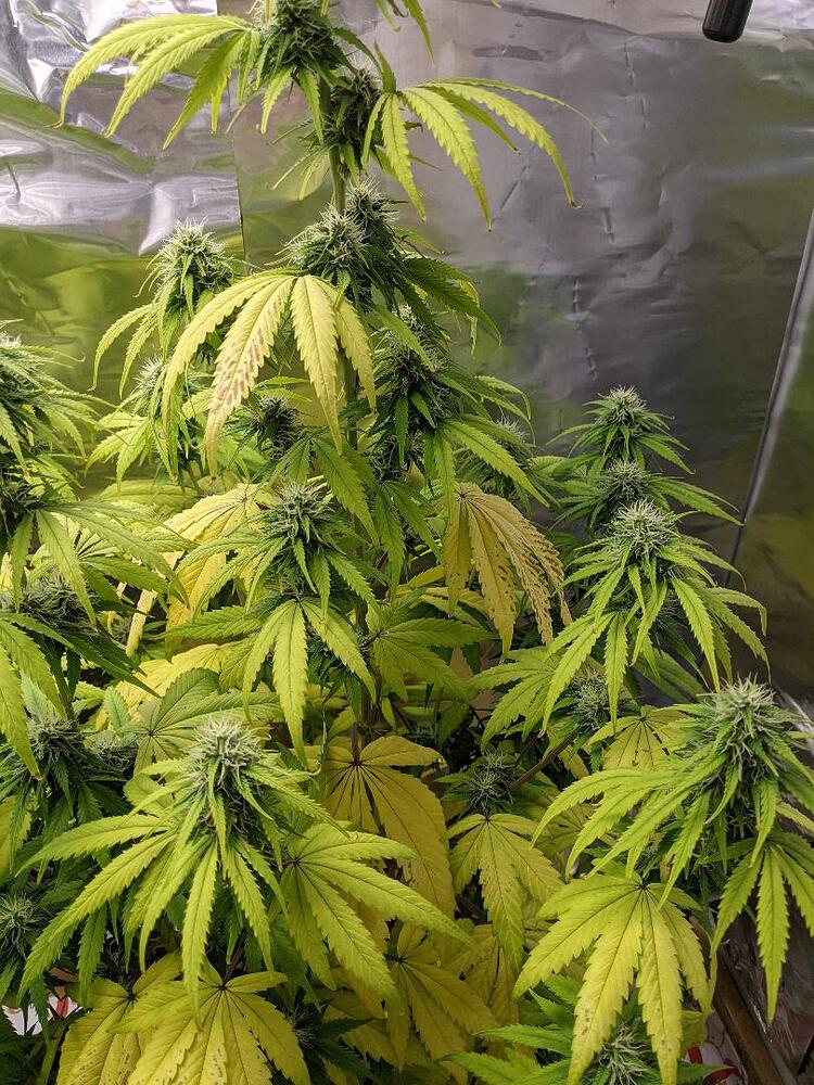 All autoflower plants turning extreme yellow during flowering