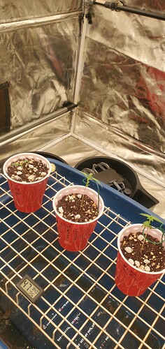 17620419259786601709520439195296