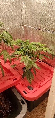 17620420905354141126171294212825