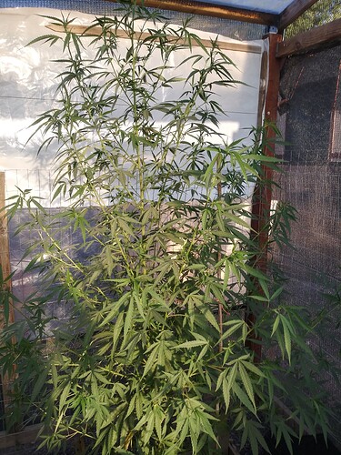 20240729_184707_HDR