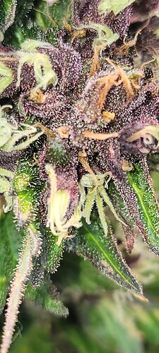 gdp2