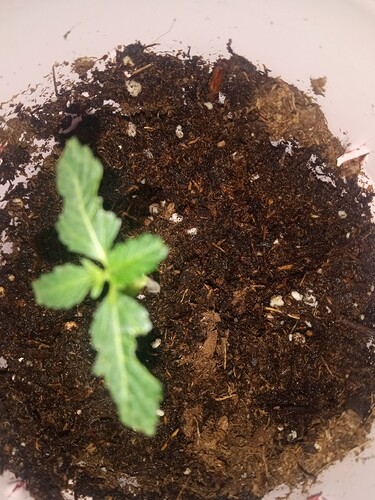 IMG_20251022_171644489