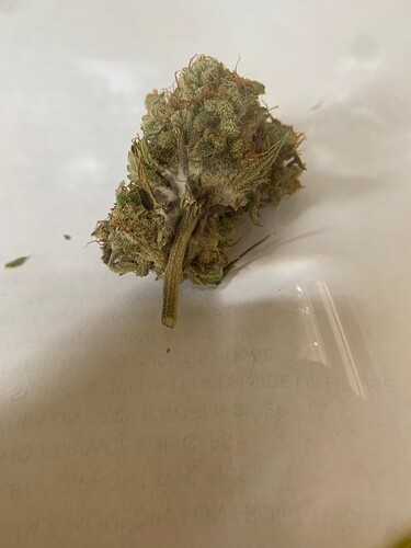 BudRot