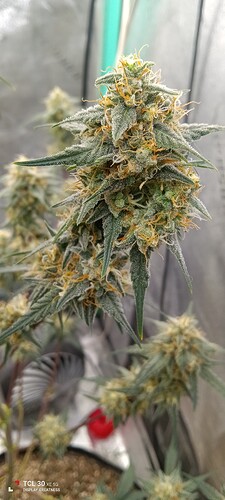 IMG_20230107_220215_1CS