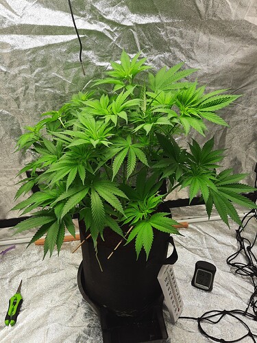 5weeks
