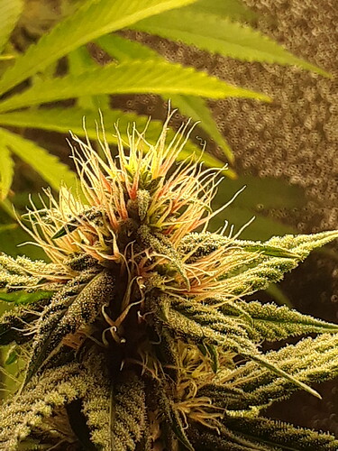 OB Hairs