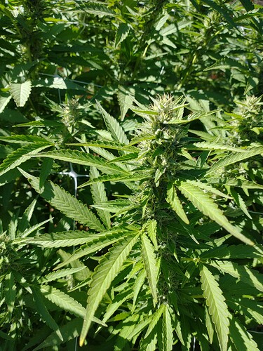 IMG_20210920_142333979