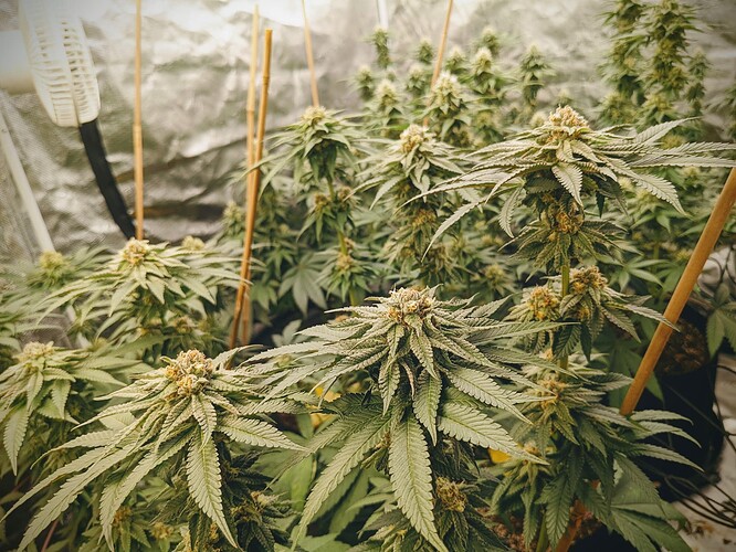 PXL_20220125_215212299_2