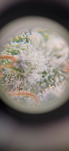 Clear trichs