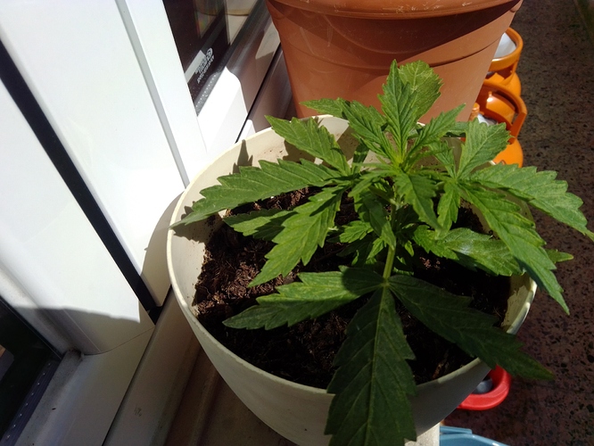 1591630656471223186654294135700