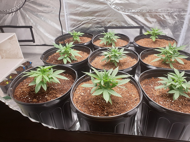 15935310857952730479834173369785