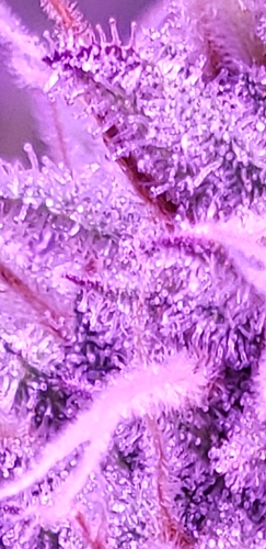 Screenshot_20200623-213052_Gallery