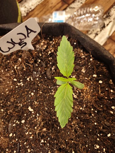 16353829629604522079123651262782