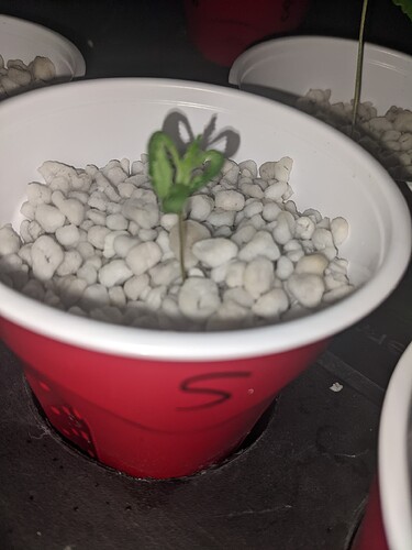 seedling1