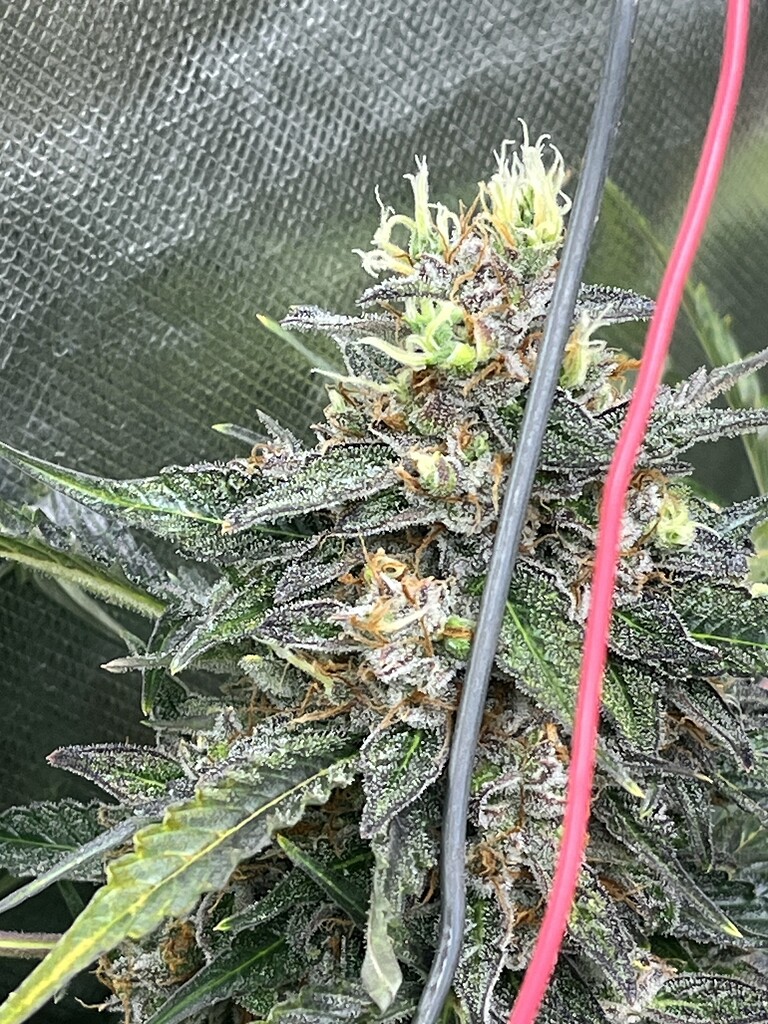 Late Spurt, did I push too hard? Autoflowers I Love Growing