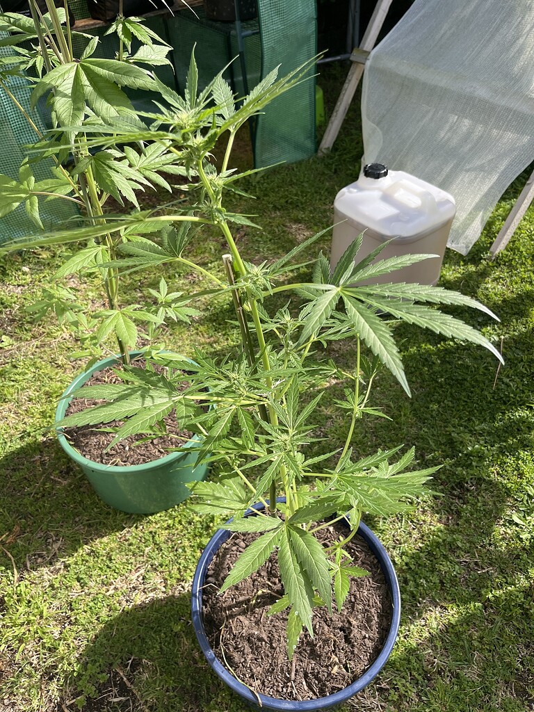 Autoflowers on winter Outdoor Growing I Love Growing Marijuana Forum