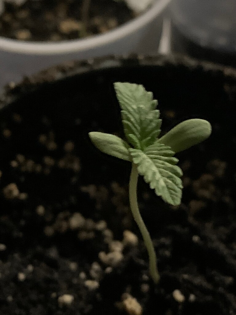 Why are my plants not growing? Grow Cycle I Love Growing Marijuana