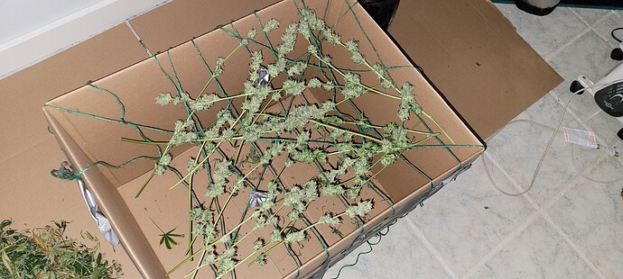 16122807622512396027027497978303