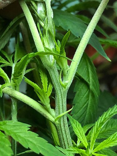 plant 2