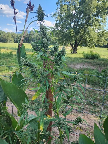 IMG_20250824_165732117_HDR_051525