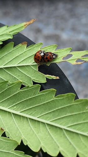 17537279374925475100267450828531