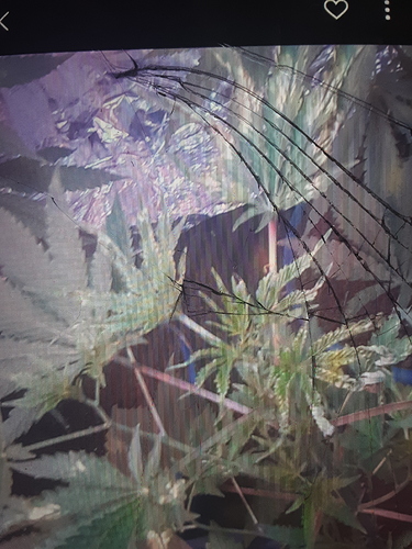 15988814817565123881015369801293