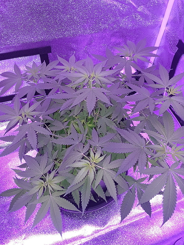 1-18 pic 2