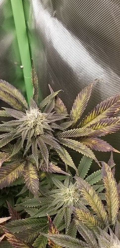 2gd11292
