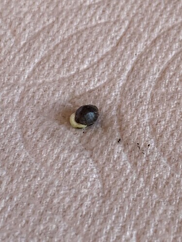 ww-2022-pt-germinating-1