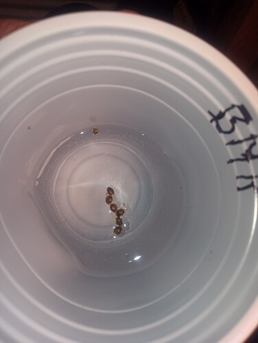 IMG_20250929_053342425