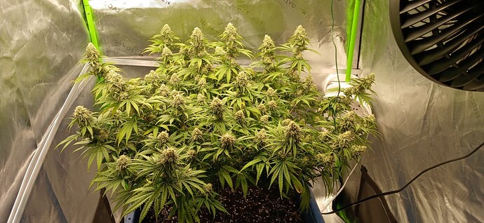 chronic2