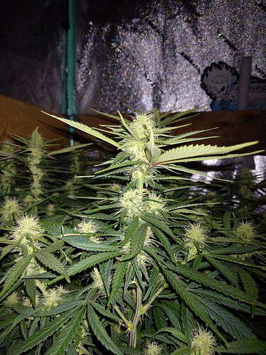 IMG_20231224_041741005